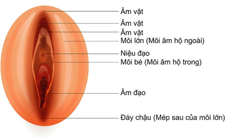cấu tạo bộ phận sinh dục nữ cấu tạo bộ phận sinh dục nữ