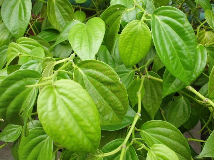 lá trầu không để trị ngứa 2 bên mép vùng kín lá trầu không để trị ngứa 2 bên mép vùng kín